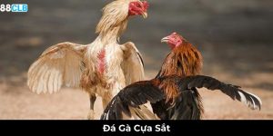 Ảnh đại diện đá gà cựa sắt