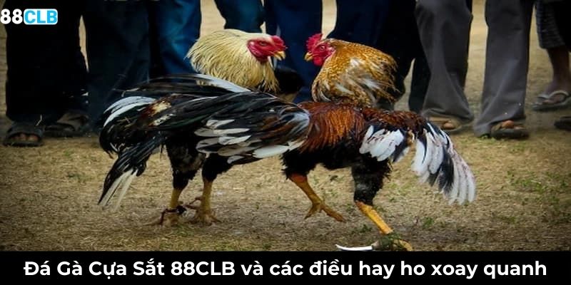 Đá Gà Cựa Sắt và các điều hay ho xoay quanh