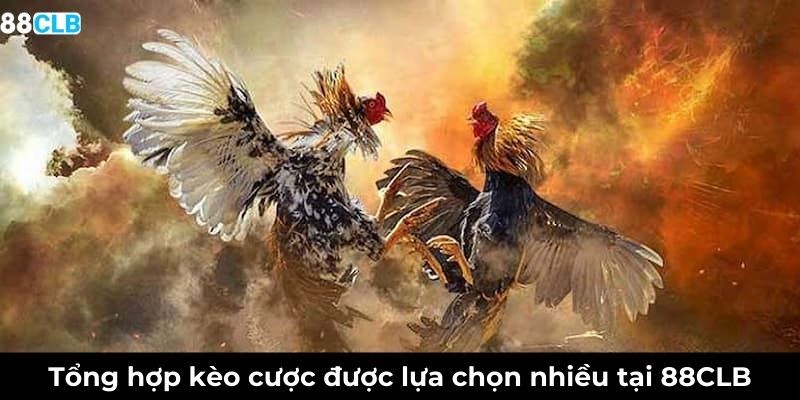 Tổng hợp kèo cược được lựa chọn nhiều